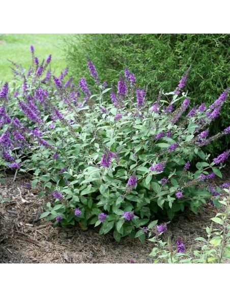 Blue Chip PBR Budleja Buddleja