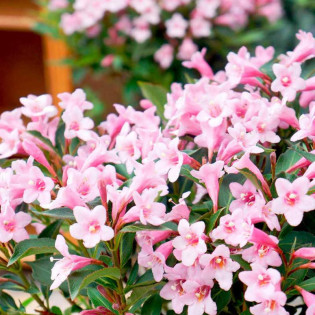 Weigela florida Krzewuszka cudowna Pink Princess 2