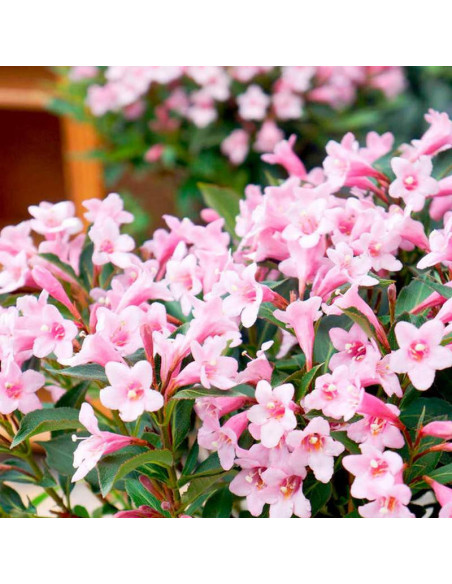 Pink Princess Krzewuszka cudowna Weigela florida