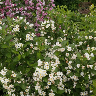 Sunny Side Up PBR Krzewuszka cudowna Weigela florida 2