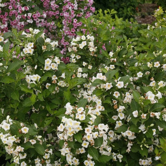 Weigela florida Krzewuszka cudowna Sunny Side Up PBR