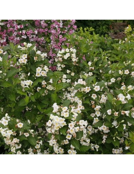 Weigela florida Krzewuszka cudowna Sunny Side Up PBR