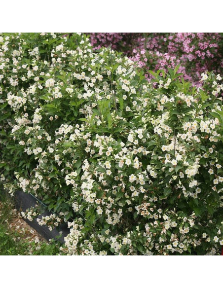 Sunny Side Up PBR Weigela florida Krzewuszka cudowna