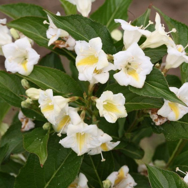 Sunny Side Up PBR Krzewuszka cudowna Weigela florida