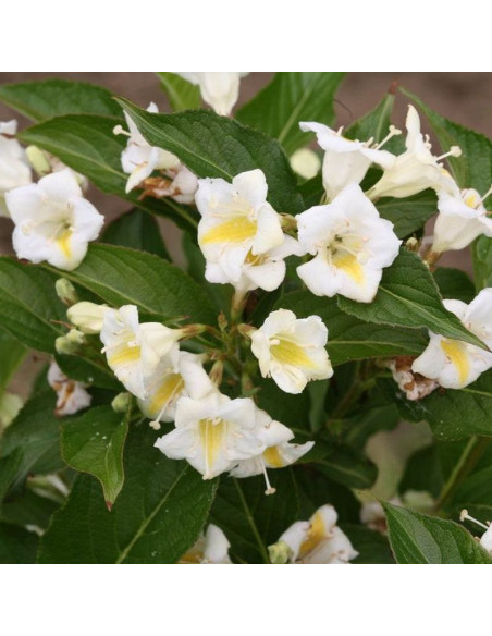 Sunny Side Up PBR Krzewuszka cudowna Weigela florida