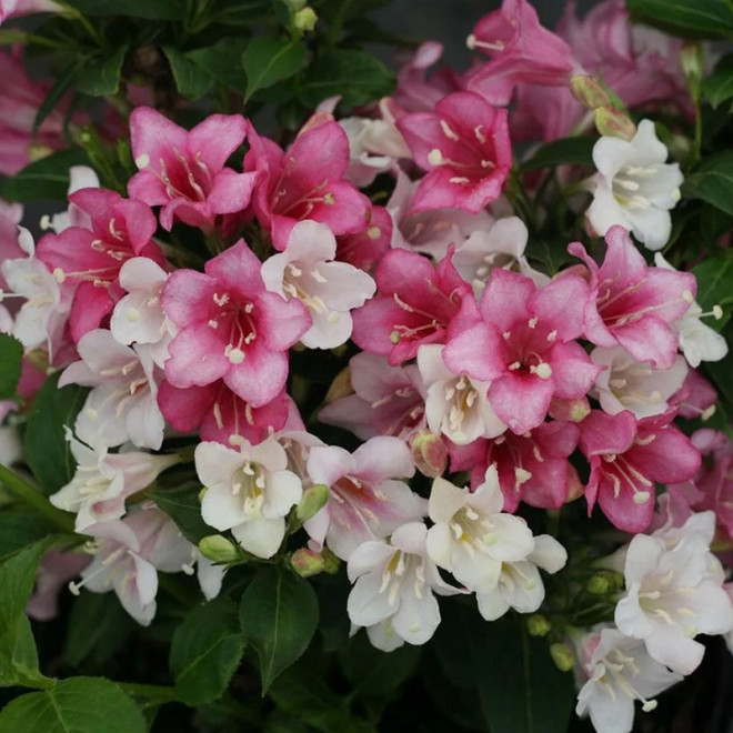 Weigela florida Krzewuszka cudowna Trilogy PBR