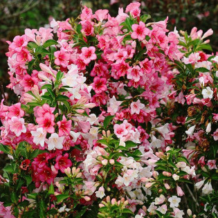 Weigela florida Krzewuszka cudowna Trilogy PBR 2