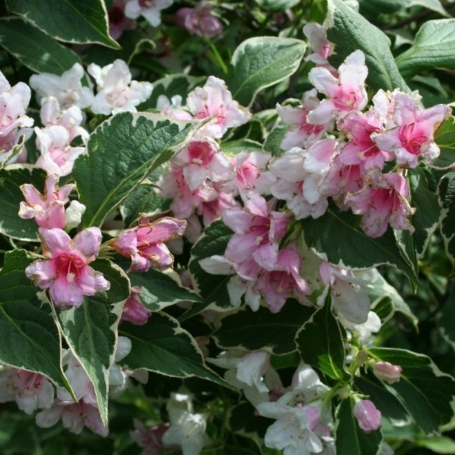 Suzanne Krzewuszka cudowna Weigela florida