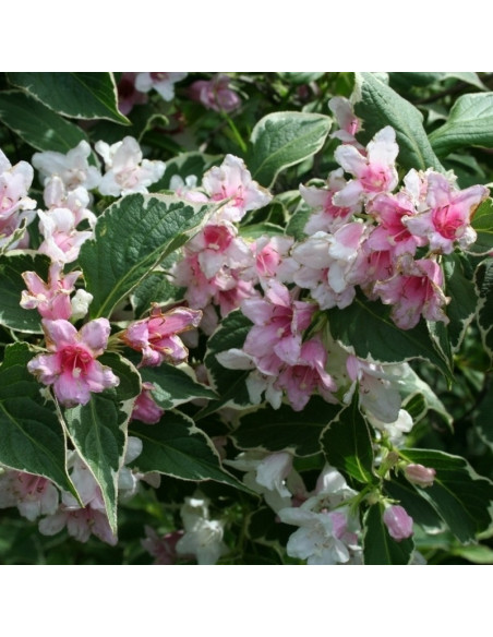 Suzanne Krzewuszka cudowna Weigela florida