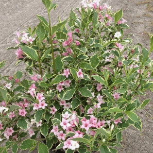 Suzanne Krzewuszka cudowna Weigela florida 2