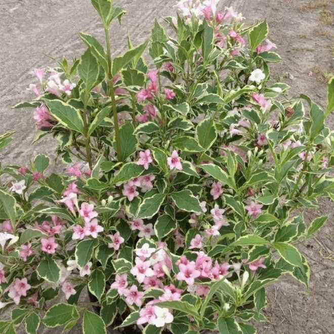 Krzewuszka cudowna Suzanne Weigela florida