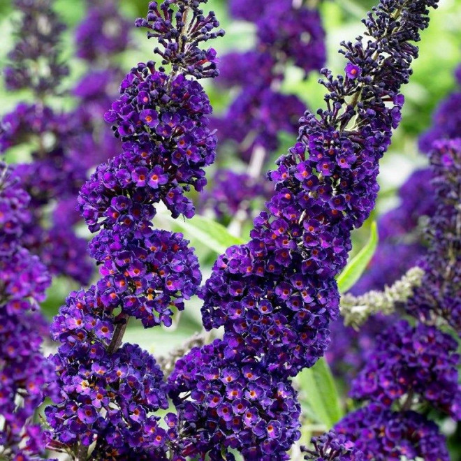 Budleja Davida Black Knight Buddleja davidii