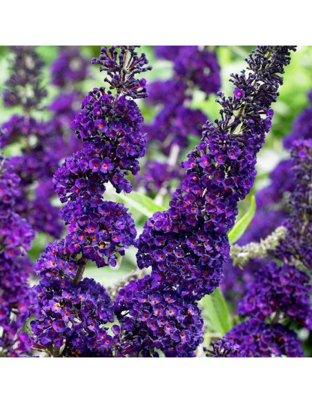 Budleja Davida Black Knight Buddleja davidii
