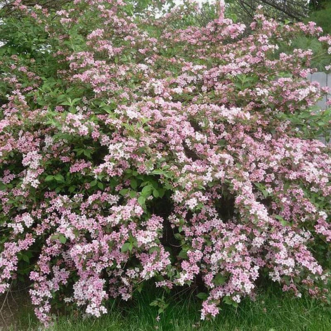 Weigela florida Suzanne Krzewuszka cudowna