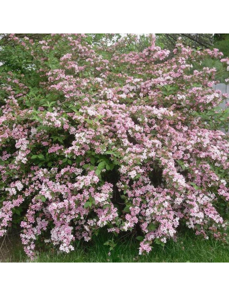 Weigela florida Suzanne Krzewuszka cudowna