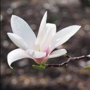Magnolia Soulange'a Magnolia soulangeana
