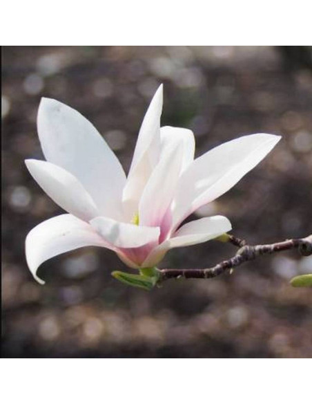 Magnolia Soulange'a Magnolia soulangeana