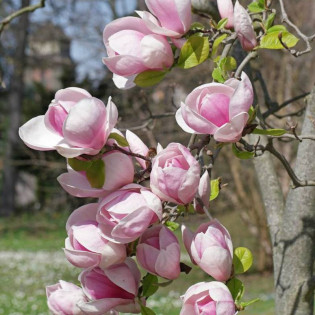 Magnolia Soulange'a Magnolia soulangeana 2