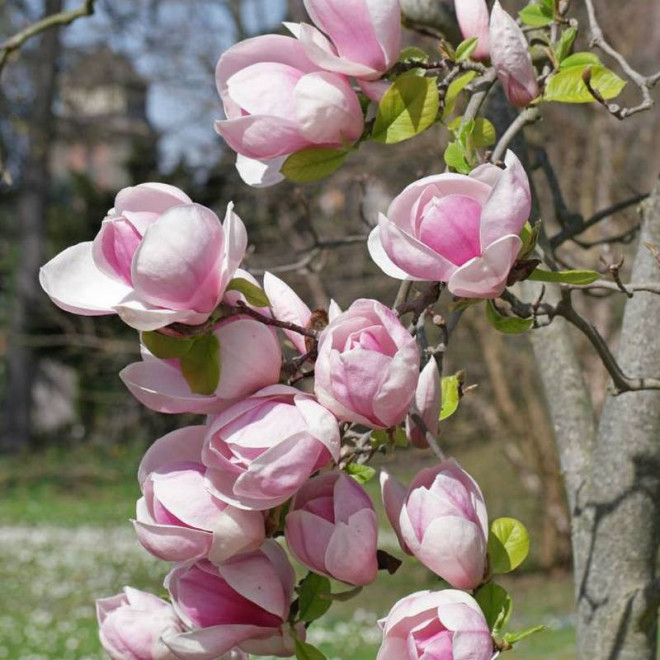 Magnolia soulangeana Magnolia Soulange'a