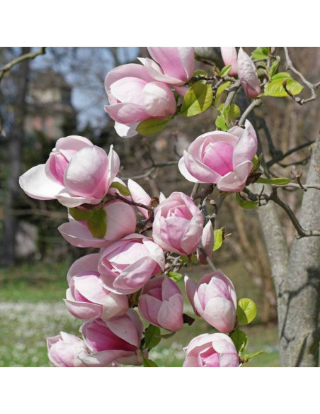 Magnolia soulangeana Magnolia Soulange'a