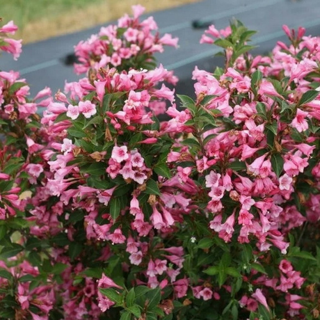 Weigela florida Krzewuszka cudowna Twopink PBR