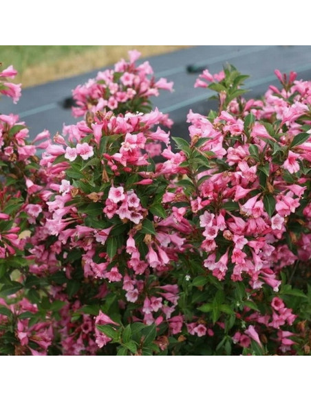 Weigela florida Krzewuszka cudowna Twopink PBR