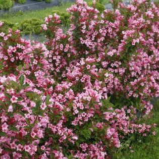 Weigela florida Krzewuszka cudowna Twopink PBR 2
