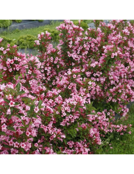 Twopink PBR Krzewuszka cudowna Weigela florida