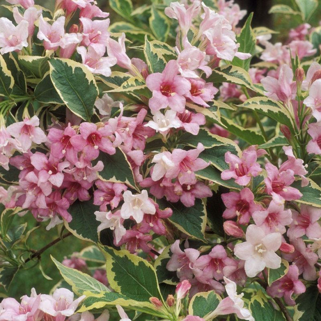 Variegata Krzewuszka cudowna Weigela florida