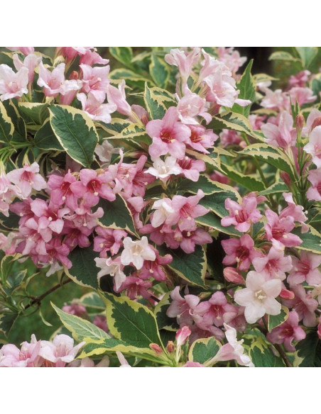 Variegata Krzewuszka cudowna Weigela florida