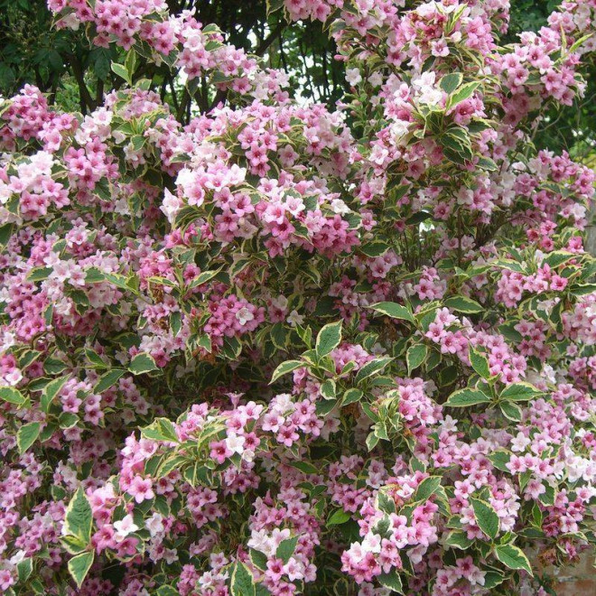 Weigela florida Krzewuszka cudowna Variegata