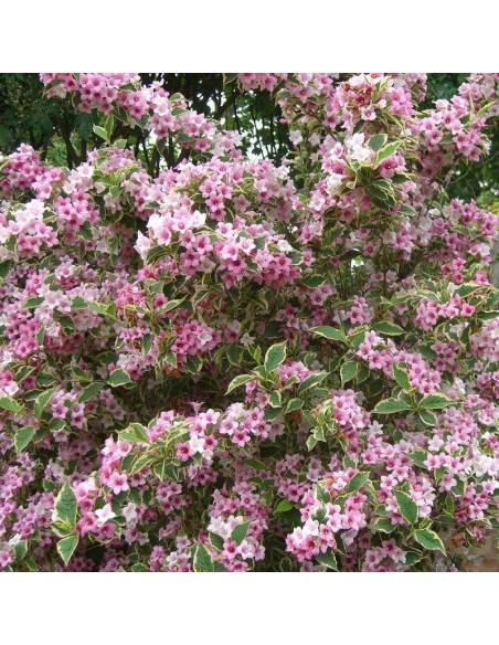 Weigela florida Krzewuszka cudowna Variegata