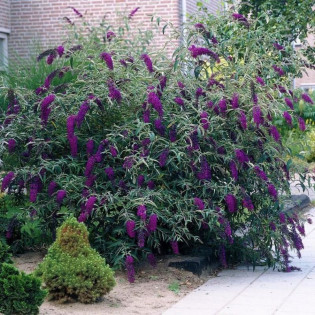 Budleja Davida Black Knight Buddleja davidii 2