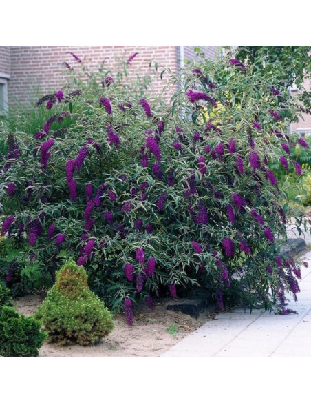 Black Knight Budleja Davida Buddleja davidii