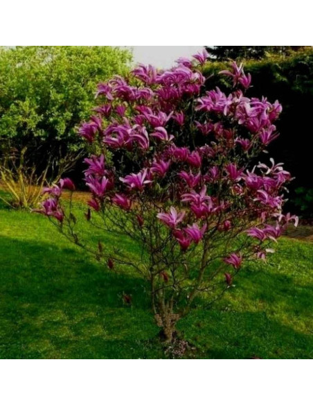 Magnolia liliiflora Magnolia purpurowa Nigra