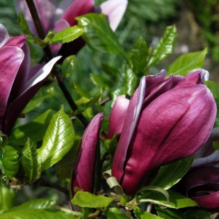 Magnolia liliiflora Magnolia purpurowa Nigra 2