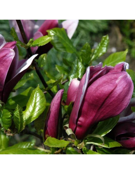 Magnolia purpurowa Nigra Magnolia liliiflora
