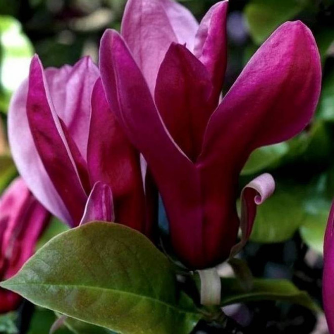 Nigra Magnolia liliiflora Magnolia purpurowa