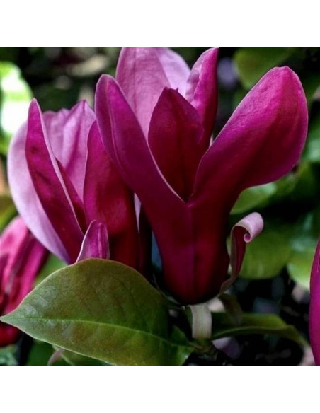 Nigra Magnolia liliiflora Magnolia purpurowa
