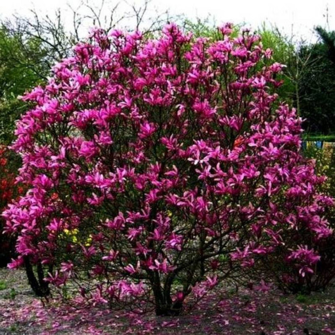 Magnolia purpurowa Nigra Magnolia liliiflora