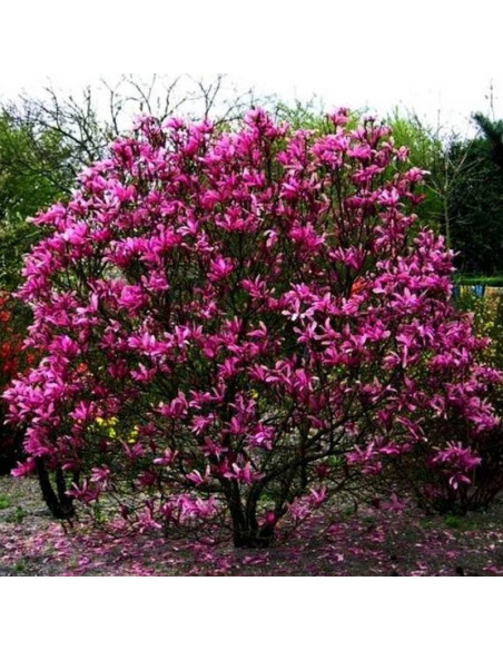 Magnolia purpurowa Nigra Magnolia liliiflora