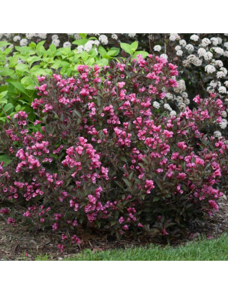 Victoria Krzewuszka cudowna Weigela florida