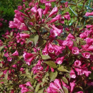 Victoria Krzewuszka cudowna Weigela florida 2