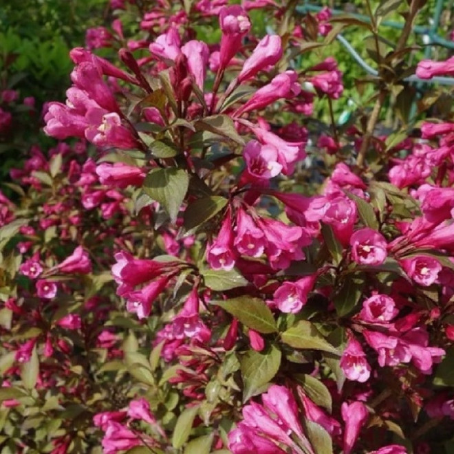 Weigela florida Krzewuszka cudowna Victoria