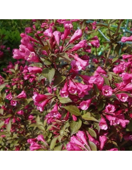 Weigela florida Krzewuszka cudowna Victoria