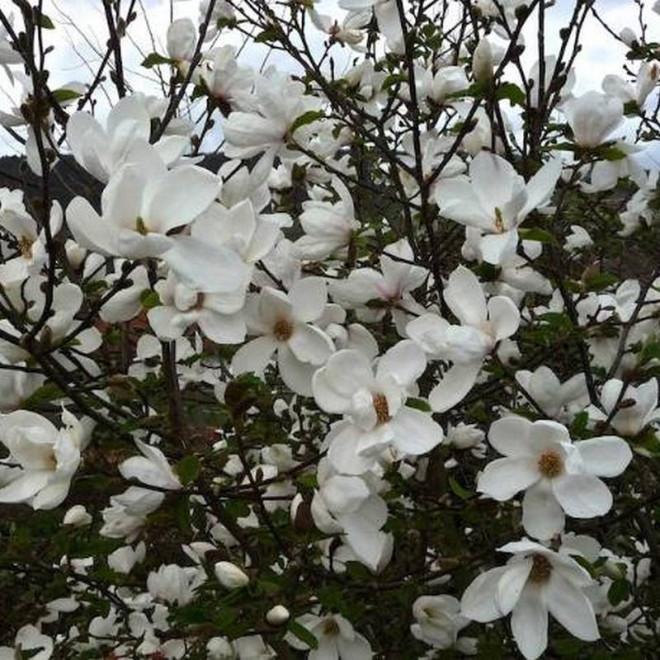 Magnolia soulangeana Magnolia pośrednia Alba Superba