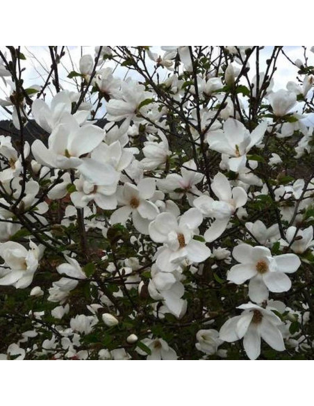 Magnolia soulangeana Magnolia pośrednia Alba Superba