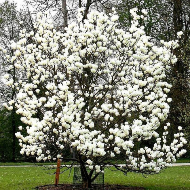 Magnolia pośrednia Alba Superba Magnolia soulangeana