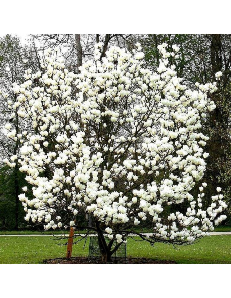 Magnolia pośrednia Alba Superba Magnolia soulangeana