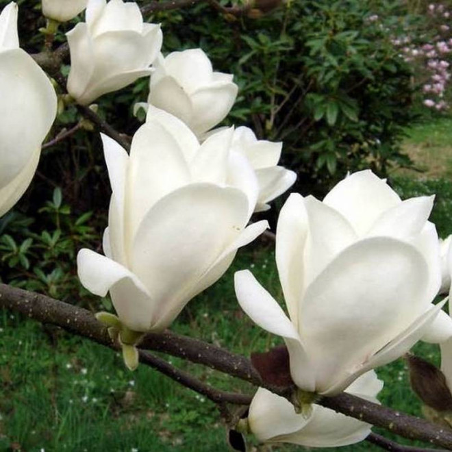 Alba Superba Magnolia soulangeana Magnolia pośrednia